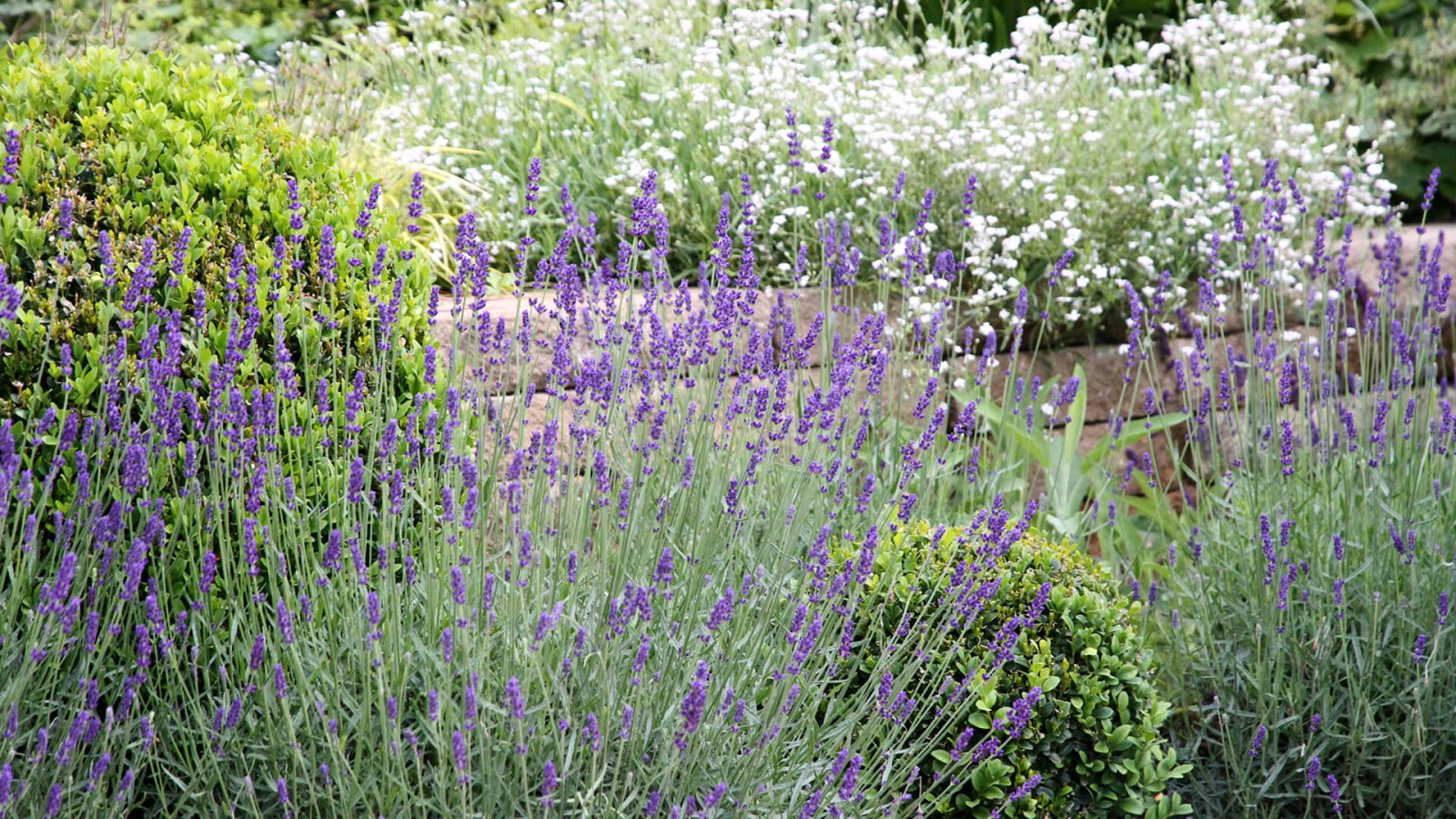 4_Romantischer_Garten_zum_Traeumen15_Laufband